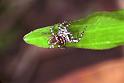 ZZ_ZZ186_F1834_Z_75_Litchfield_Australie