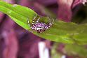 ZZ_ZZ186_F1838_Z_75_Litchfield_Australie