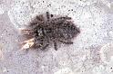 ZZ_ZZXYX_F1073_Z_83_Saint-Etienne-de-Gourgas_Frankrijk