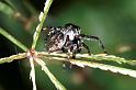 Zenodorus_ZZ038_RF0388_O_75_Giru_Australie