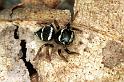 Zenodorus_ZZ043_F0783_Z_78_Daintree-Cookstown_Australie