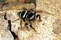 Zenodorus_ZZ043_F0784_Z_78_Daintree-Cookstown_Australie