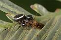 Zenodorus_orbiculatus_D2641_Z_88_-_Australie