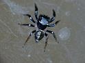 Zenodorus_orbiculatus_D6977_Z_88_Brisbane_Australie