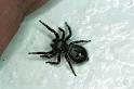 Zenodorus_orbiculatus_F0605_Z_75_Emerald-Clermont_Australie