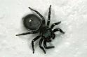 Zenodorus_orbiculatus_F0606_Z_85_Emerald-Clermont_Australie
