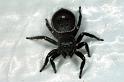 Zenodorus_orbiculatus_F0607_Z_84_Emerald-Clermont_Australie