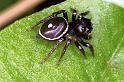 Zenodorus_orbiculatus_F0851_Z_87_Giru_Australie