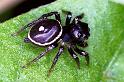 Zenodorus_orbiculatus_F0852_Z_82_Giru_Australie