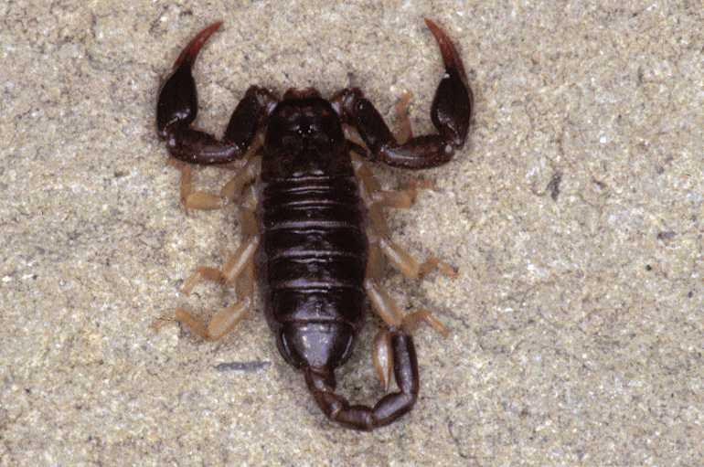 Euscorpius_italicus_P0877_Z_90_-_Frankrijk.jpg