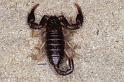 Euscorpius_italicus_P0877_Z_90_-_Frankrijk