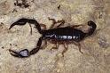 Euscorpius_italicus_P0880_Z_90_-_Frankrijk
