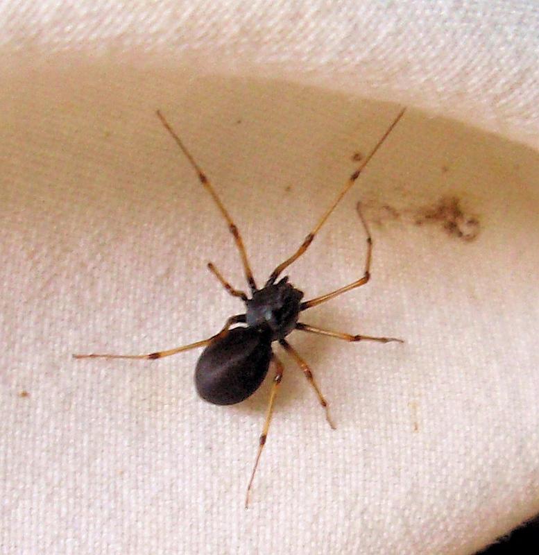 Scytodes_fusca_D6006_D_75_Badhoevedorp_Nederland.jpg