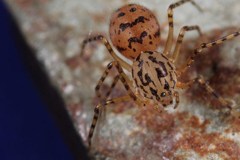Scytodes_thoracica_D8256_Z_92_Badhoevedorp_Nederland.jpg