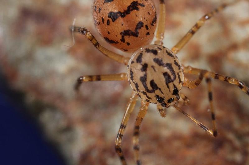 Scytodes_thoracica_D8264_Z_89_Badhoevedorp_Nederland.jpg