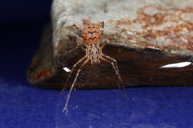 Scytodes_thoracica_D8268_Z_92_Badhoevedorp_Nederland.jpg