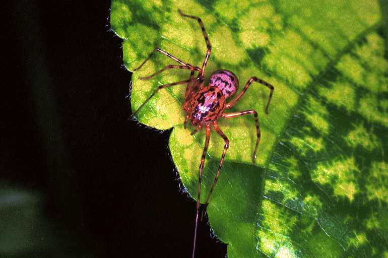Scytodes_thoracica_F0352_Z_87_Badhoevedorp_Nederland.jpg