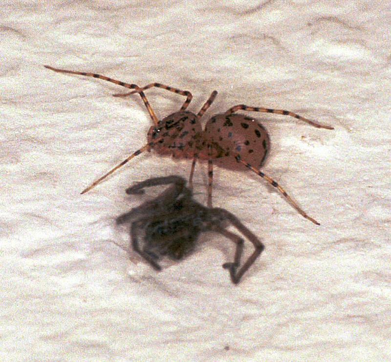 Scytodes_thoracica_F2044_Z_75_Badhoevedorp_Nederland.jpg