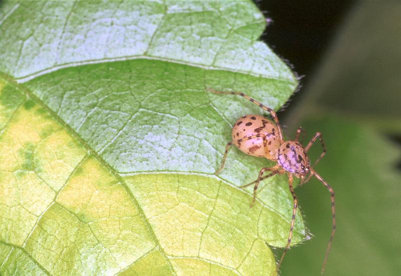 Scytodes_thoracica_F2046_Z_79_Badhoevedorp_Nederland.jpg