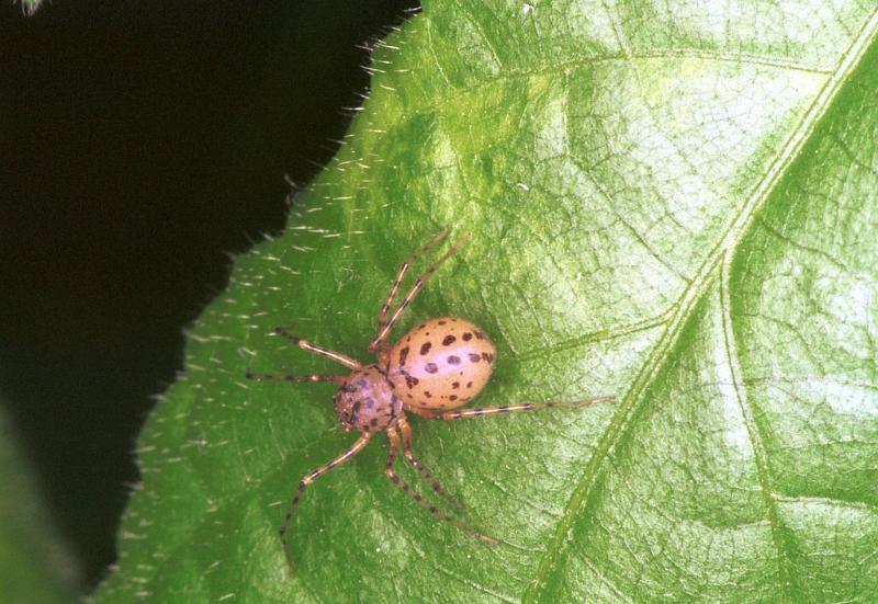Scytodes_thoracica_F2048_Z_88_Badhoevedorp_Nederland.jpg
