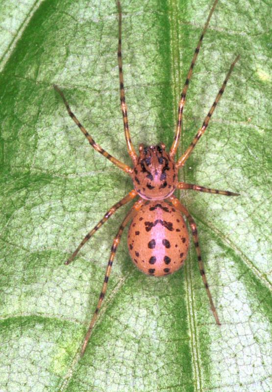 Scytodes_thoracica_F2049_Z_91_Badhoevedorp_Nederland.jpg