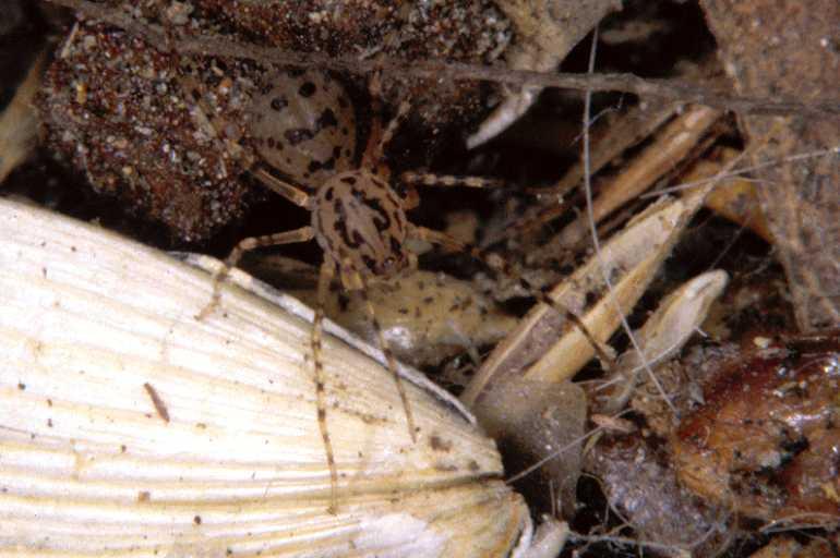 Scytodes_thoracica_P0981_Z_84_Badhoevedorp_Nederland.jpg