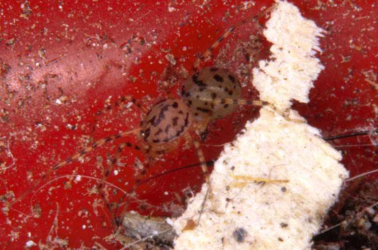 Scytodes_thoracica_P0983_Z_87_Badhoevedorp_Nederland.jpg