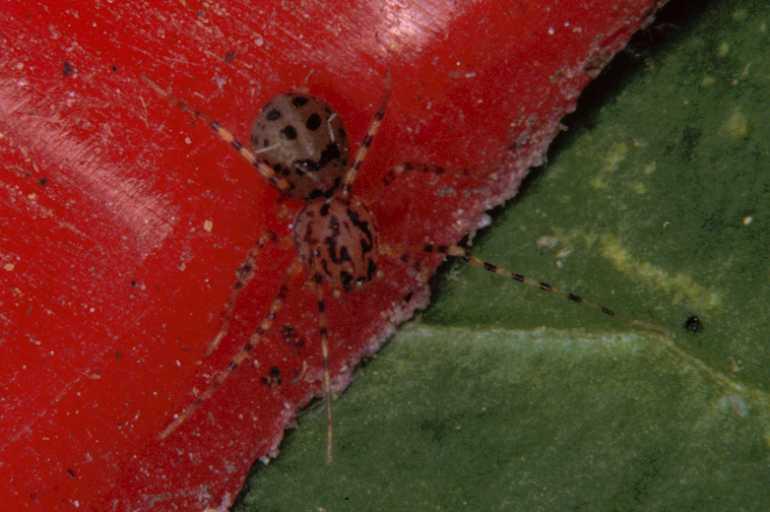 Scytodes_thoracica_P0986_Z_85_Badhoevedorp_Nederland.jpg