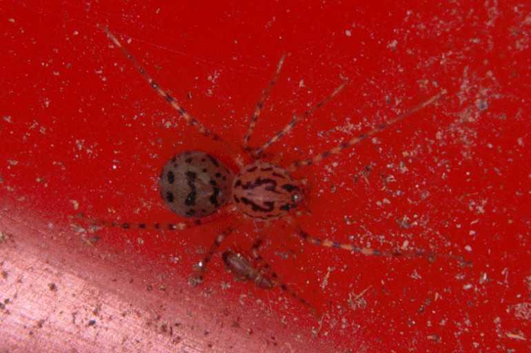 Scytodes_thoracica_P0988_Z_88_Badhoevedorp_Nederland.jpg