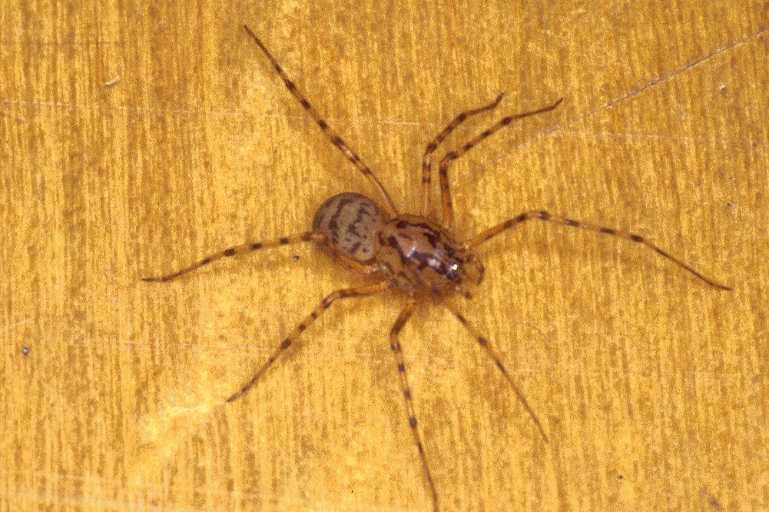 Scytodes_thoracica_P0992_Z_78_Badhoevedorp_Nederland.jpg