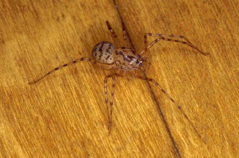 Scytodes_thoracica_P0993_Z_80_Badhoevedorp_Nederland.jpg