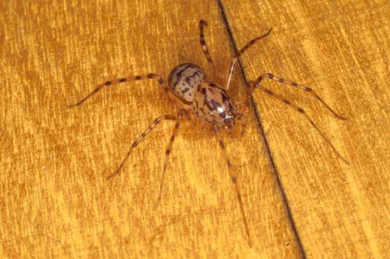 Scytodes_thoracica_P0994_Z_75_Badhoevedorp_Nederland.jpg