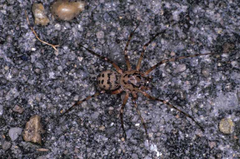 Scytodes_thoracica_P0998_Z_90_Badhoevedorp_Nederland.jpg