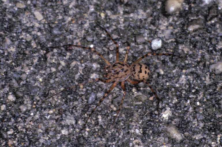 Scytodes_thoracica_P1000_Z_90_Badhoevedorp_Nederland.jpg
