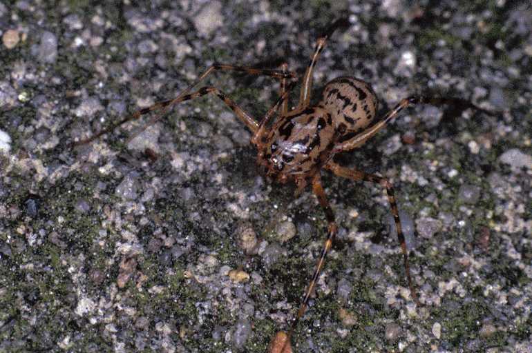 Scytodes_thoracica_P1001_Z_88_Badhoevedorp_Nederland.jpg