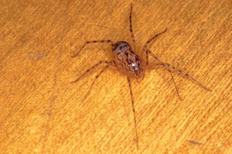 Scytodes_thoracica_P1003_Z_75_Badhoevedorp_Nederland.jpg
