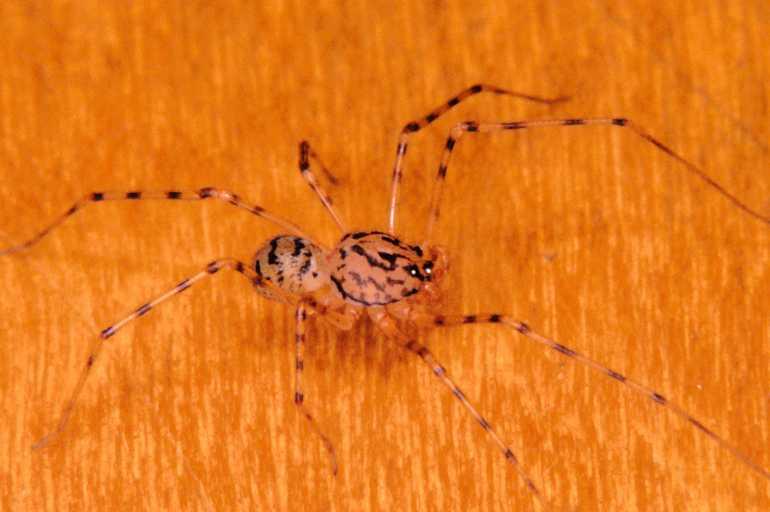 Scytodes_thoracica_P1020_Z_75_Badhoevedorp_Nederland.jpg