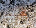 Scytodes_ZZ204_D8165_Z_80_Sydney_Australie