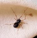 Scytodes_fusca_D6006_D_75_Badhoevedorp_Nederland