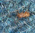 Scytodes_thoracica_D3086_Z_87_Badhoevedorp_Nederland