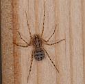 Scytodes_thoracica_D3087_Z_87_Badhoevedorp_Nederland