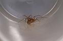 Scytodes_thoracica_D4771_Z_80_Badhoevedorp_Nederland