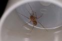 Scytodes_thoracica_D4772_Z_80_Badhoevedorp_Nederland