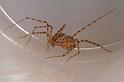 Scytodes_thoracica_D4773_Z_90_Badhoevedorp_Nederland
