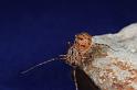 Scytodes_thoracica_D8252_Z_88_Badhoevedorp_Nederland