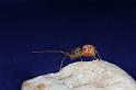 Scytodes_thoracica_D8253_Z_90_Badhoevedorp_Nederland