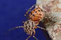 Scytodes_thoracica_D8255_Z_90_Badhoevedorp_Nederland