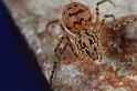 Scytodes_thoracica_D8256_Z_92_Badhoevedorp_Nederland