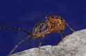 Scytodes_thoracica_D8257_Z_89_Badhoevedorp_Nederland