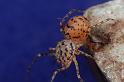 Scytodes_thoracica_D8258_Z_89_Badhoevedorp_Nederland